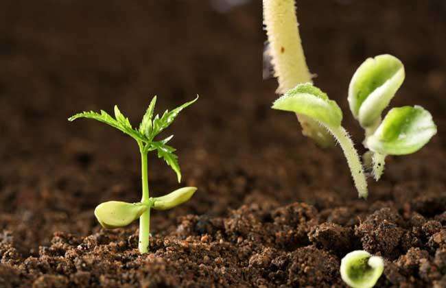 便攜式土壤養(yǎng)分速測儀 便攜式土壤養(yǎng)分速測儀