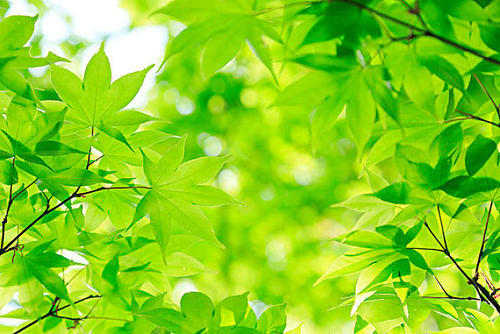 光合作用測量系統探究植物的秘密 光合作用測量系統探究植物的秘密