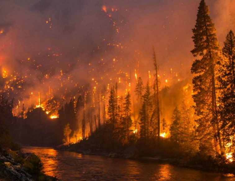 森林防火 森林防火